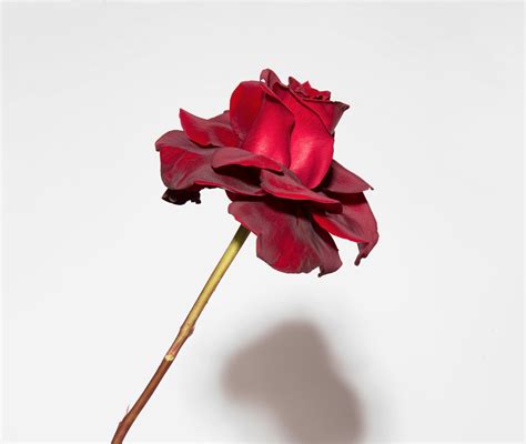Rose | Floom