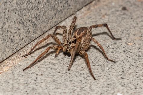 Giant African Spider On House