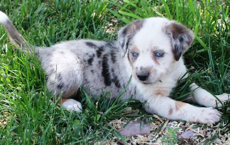 Catahoula Leopard Dog Australian Shepherd Mix Apache Medium Male
