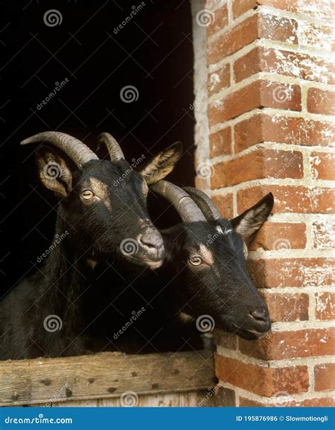 Alpine Chamoisee Goat, a French Breed, Goats at Stable Stock Photo ...