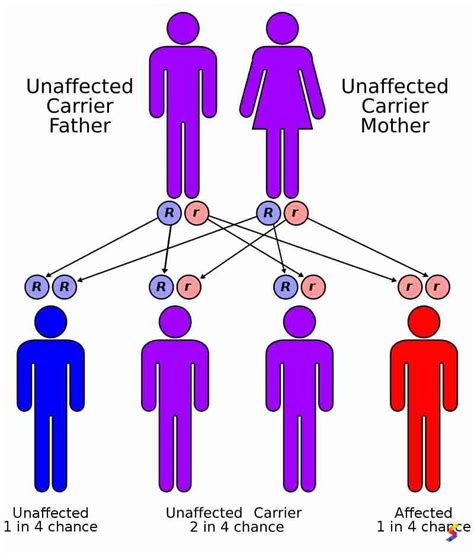 Define Heredity, Heredity Meaning, Heredity Examples, Heredity Synonyms ...