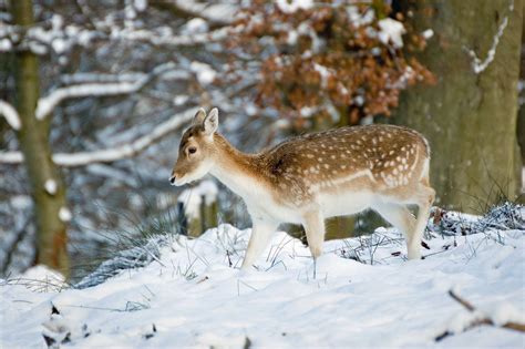 15 beautiful photographs of animals in the snow | Animals, Snow animals ...