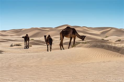 Image of Rub al Khali (Empty Quarter) | 1034739