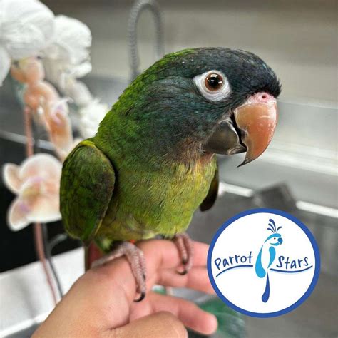 Baby Blue Crown Conure Available at Parrot Stars!