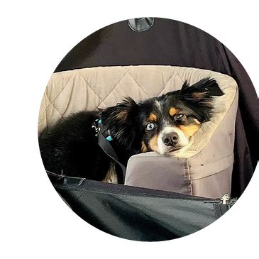 Pet Relocation Service