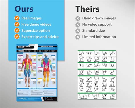 Posterfit Muscle Groups & Exercise Poster for Home Gym Decor India | Ubuy