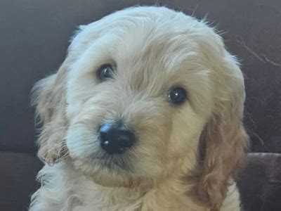 Image result for Cockapoo for Sale Cork