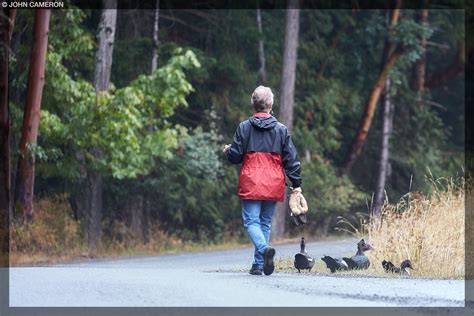 Image result for Salt Spring Tutorial Lfiddle