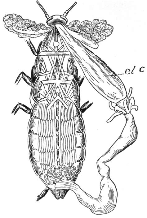 How to Dissect a Cockroach 的图像结果
