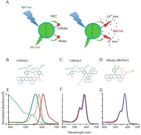 FRET-Based Nanobiosensors for Imaging Intracellular Ca2+ and H+ ...