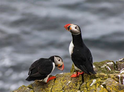 All about Puffins in Iceland - BusTravel Iceland