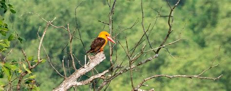Bird Watching Expedition in Bandipur