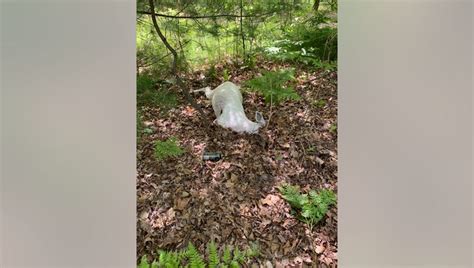 DNR seeks information after albino deer killed with crossbow in ...