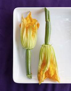 come cuocere i fiori di zucca i fiori di zucca come pulirli e cucinarli come cuocere i fiori di zucca i fiori di zucca come pulirli e cucinarli