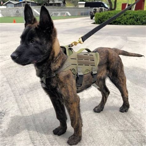 Belgian Malinois Military Dogs