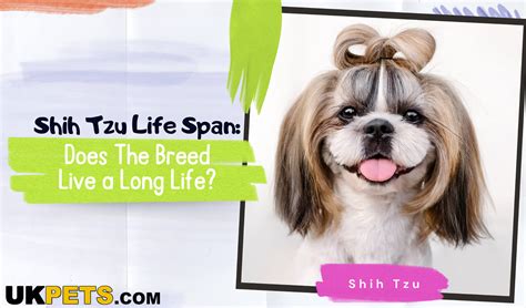 Shih Tzu Life Span: Does The Breed Live a Long Life? | UKPets