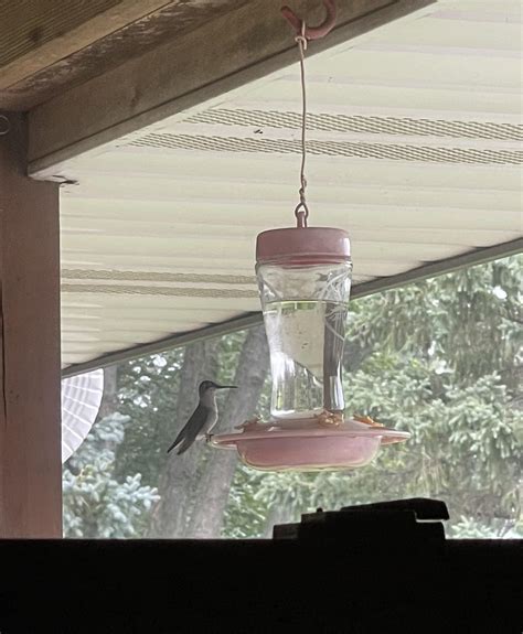 First hummingbird after making my own sugar water! : r/hummingbirds
