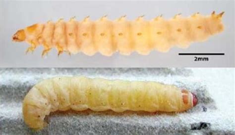 Larvae Identification 的图像结果