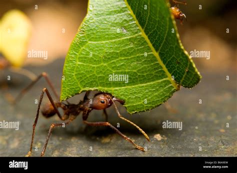 Image result for Dangling Python From a Tree