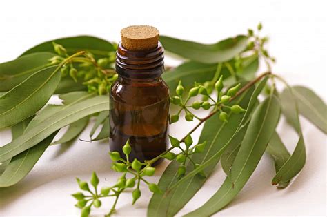 Eucalyptus oil - what is it good for - Health Tenfold