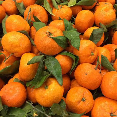 Satsuma Tangerines - Pete's Fruit Market