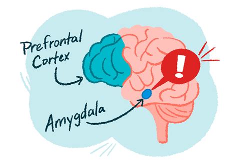 Image result for Depression Amygdala Prefrontal Cortex
