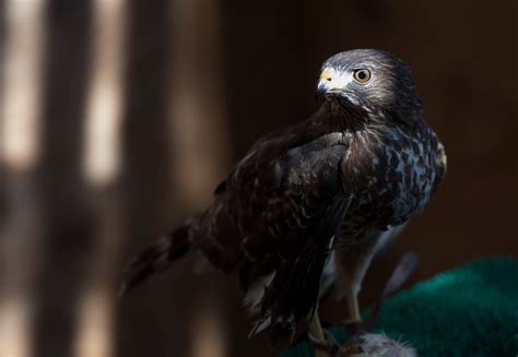 Broad-winged hawks migration 2025: Where to see these raptors in ...