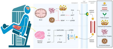 Resistance Exercise Training as a New Trend in Alzheimer’s Disease ...