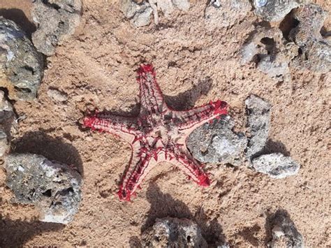 Manapad Beach (Tuticorin) - 2020 What to Know Before You Go (with ...