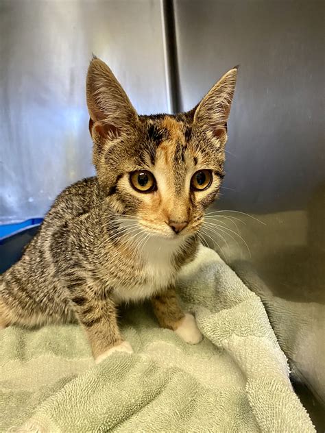 CORTLAND COUNTY SPCA - Cortland NY - Hours, Directions, Reviews ...