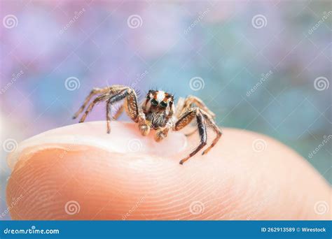 Closeup of Plexippus Paykulli, Pantropical Jumping Spider on the Finger. Stock Image - Image of ...