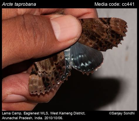 Arcte taprobana | Moths