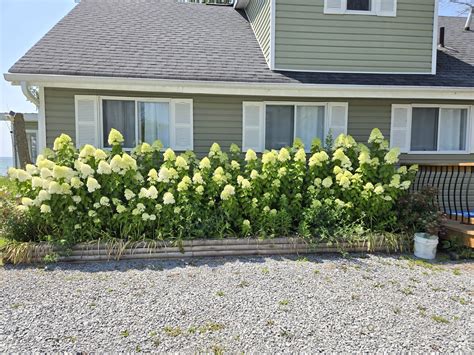 How to Prune Limelight Hydrangeas (and all panicle hydrangeas ...