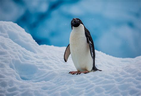 birds, ice, animals, snow, penguins, HD Wallpaper | Rare Gallery