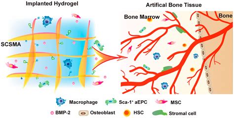 Tissue Engineering 的图像结果