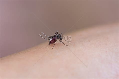 正在吸血的蚊子高清图片下载-正版图片501387268-摄图网