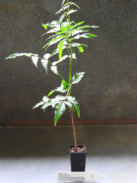 Neem Tree | Azadirachta indica - All Rare Herbs