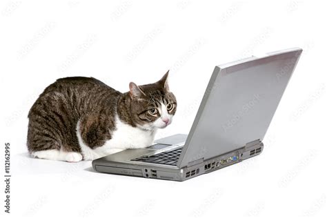 Cat Computer 的图像结果
