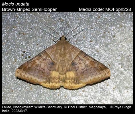 Mocis undata | Moths