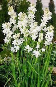 Maa tara green house beautiful tube rose flower (gondhoraj ful) all ...