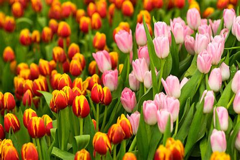 Image result for Spring Flower Nail Tutorials