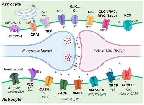 Ion Channels and Ionotropic Receptors in Astrocytes: Physiological ...