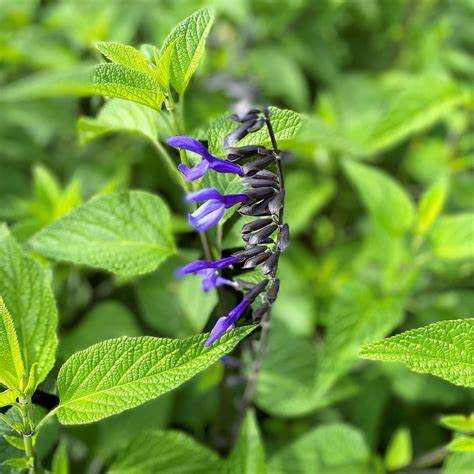 Salvia g. ‘Black and Blue’ (Sage) - Cavano’s Perennials