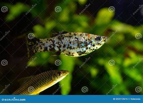 Common Molly Adult Female, White, Black and Orange Artificial Breed of ...