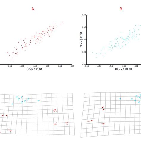 Image result for What iOS a Developmental Variation