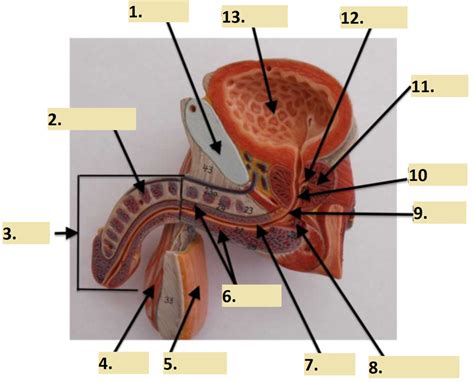 Image result for Male Reproduction Model