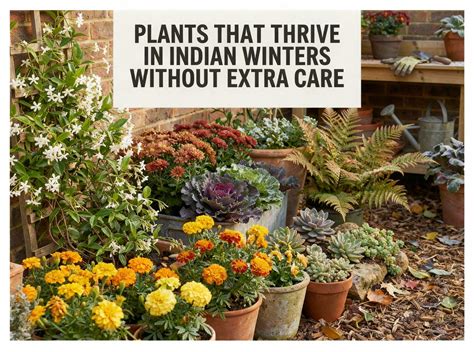 Plants That Thrive in Indian Winters Without Extra Care – Ecofynd