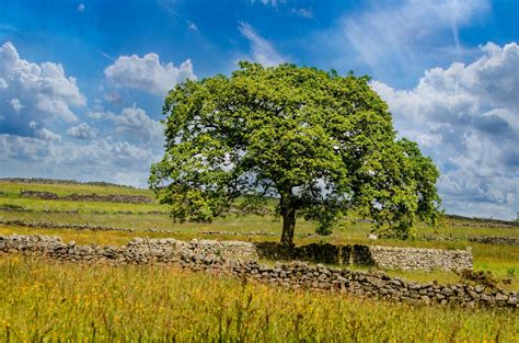 Tree Erome Latest 2025 File Additions #862