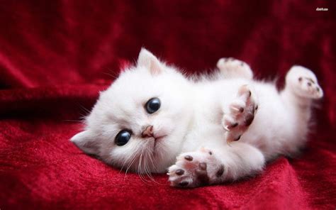Cute Cats Wallpapers - Top Free Cute Cats Backgrounds - WallpaperAccess