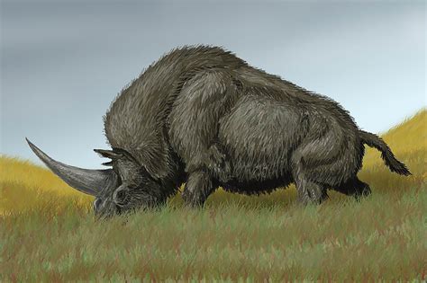 Huge and hairy unicorns roamed the Earth longer than thought